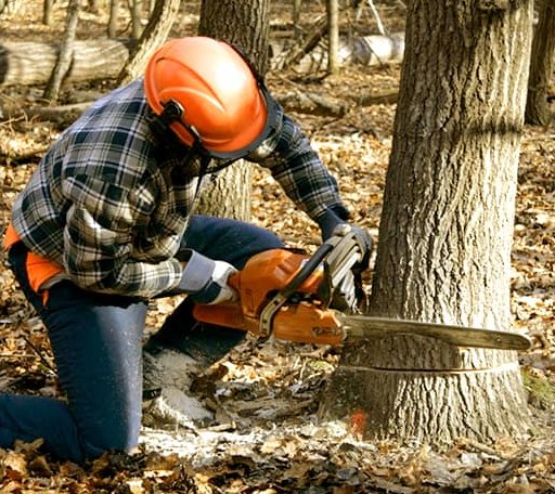 Tree Removal in Valyermo, CA